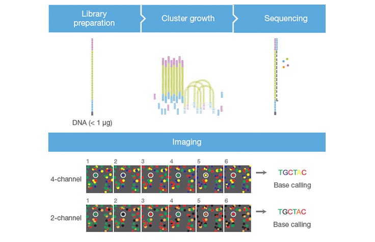 learn about Illumina sequencing and processing times