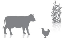 Agrigenomics Discover. Develop. Deploy.