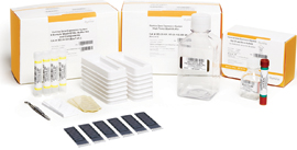 Illumina MouseRef-8 v2.0 Expression BeadChips