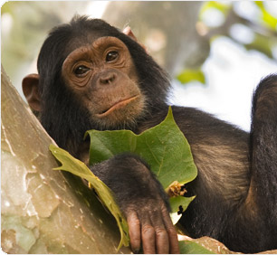 Featured Publication: Intergenic and repeat transcription in human, chimpanzee and macaque brains measured by RNA-Seq.