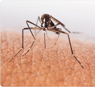 Featured Publication: Transcriptome response to pollutants and insecticides in the dengue vector Aedes aegypti using next-generation sequencing technology.