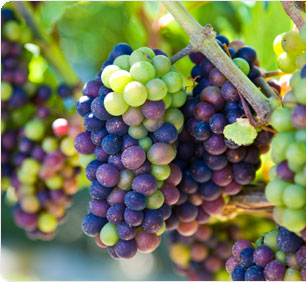 Featured Publication: Characterization of transcriptional complexity during berry development in Vitis vinifera using RNA-Seq.
