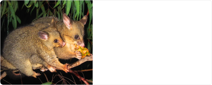 Featured Publication: Identification of a novel nidovirus associated with a neurological disease of the Australian brushtail possum (<em>Trichosurus vulpecula</em>)