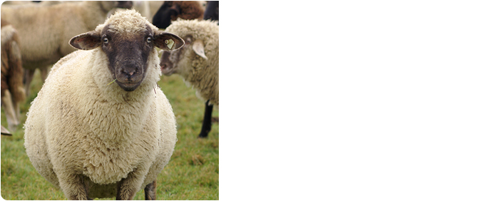 Featured Publication: Whole-genome sequencing identifies zoonotic transmission of MRSA isolates with the novel <em>mecA</em> homologue <em>mecC</em>
