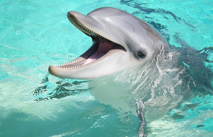 Building a Dolphin Genome Assembly