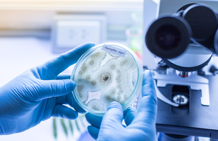 ITS rRNA Sequencing Protocol