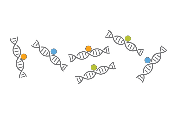 chipseq workflow