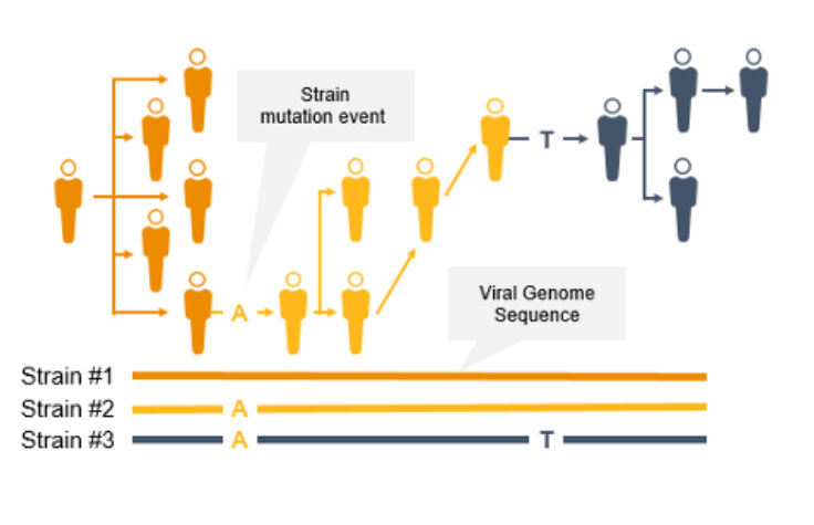 Detect & Characterize Coronavirus Mutations