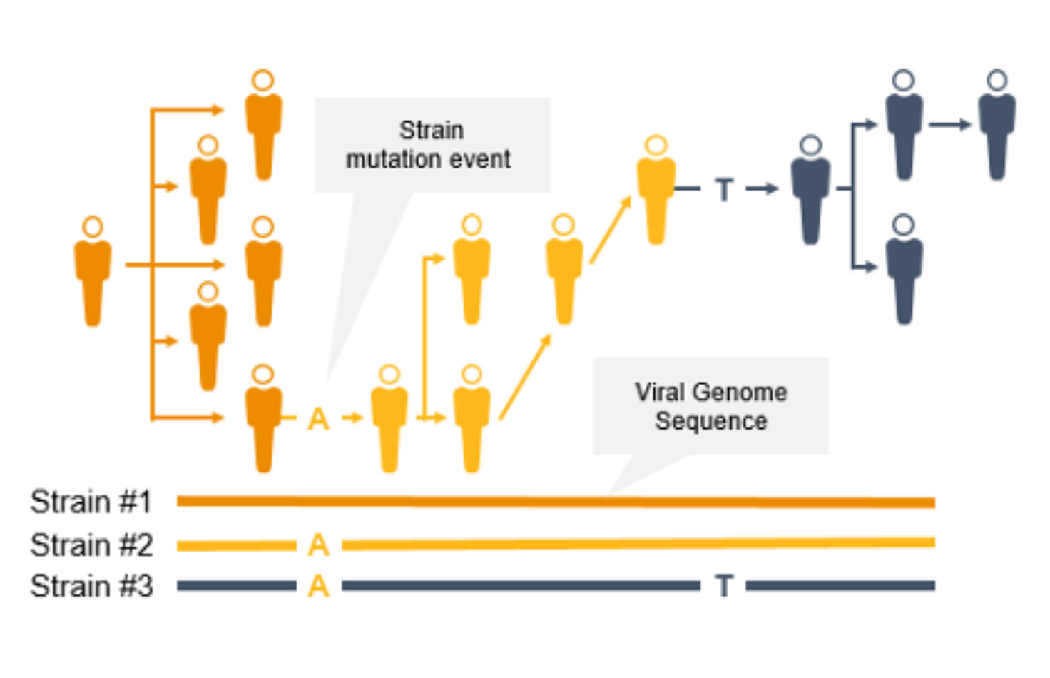 Detect &
                                                                Characterize Coronavirus Mutations