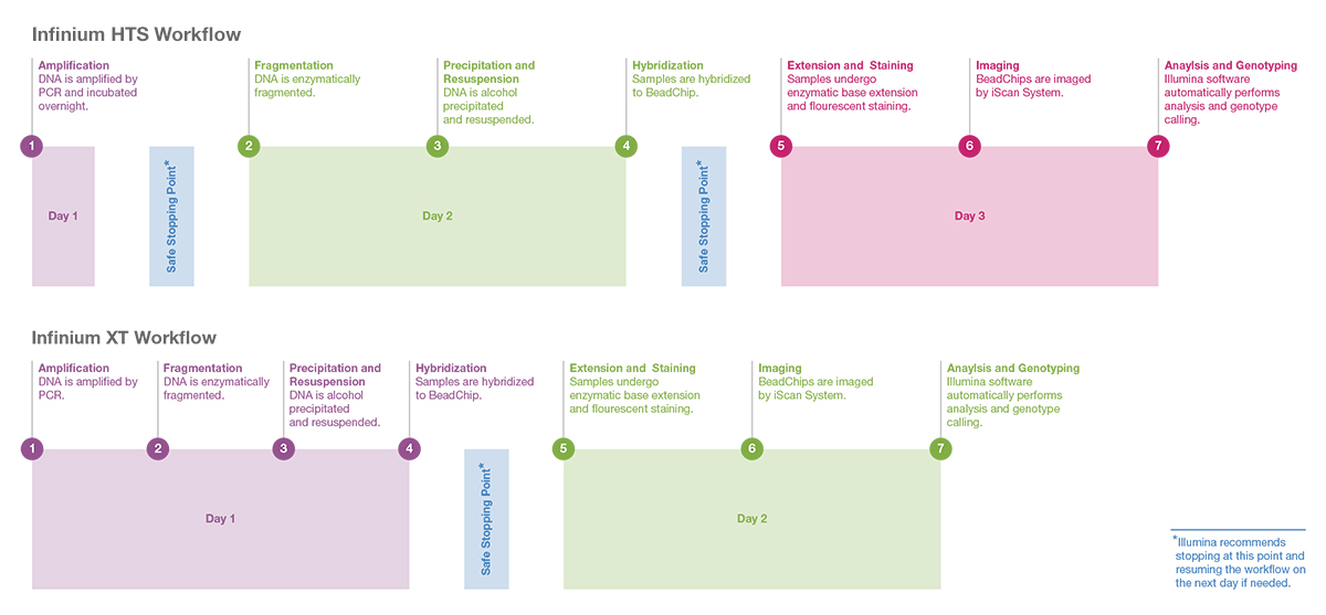 Rapid Microarray Workflow for High-Throughput Genotyping