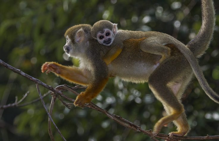 What our primate relatives can teach us about our own genomes