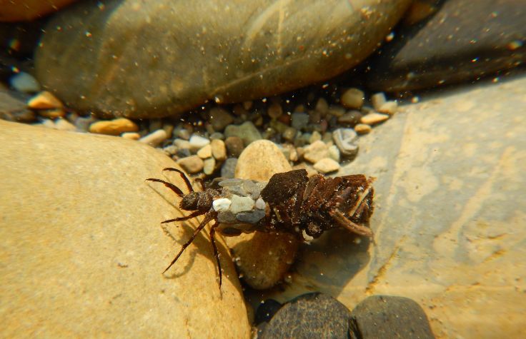 caddisfly larvae dwelling on the river bottom