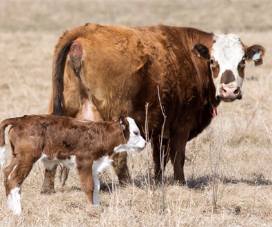 Illumina Introduces Bovine Parentage Sequencing Panel