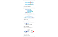 Array Genotyping Workflow