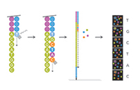 SBS Sequencing