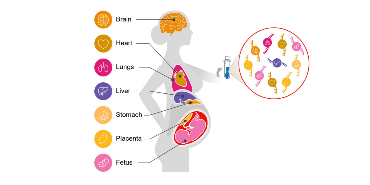 cfRNA reflects all body systems