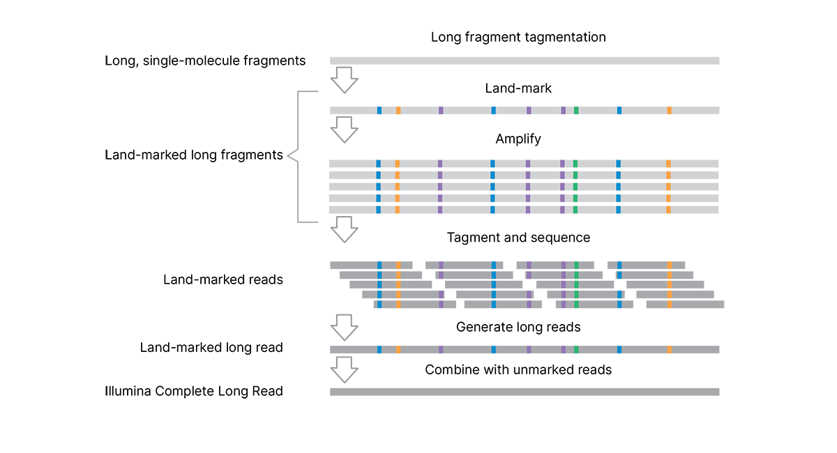 how complete long read assay works