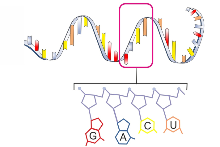 TruSeq RNA library prep kit