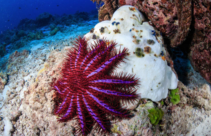 Marine species research