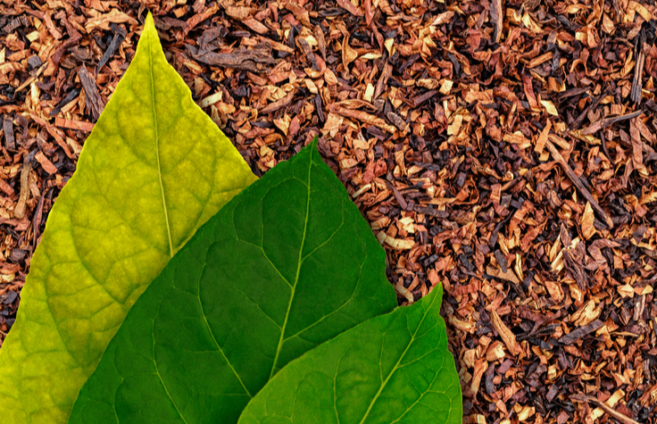 Tobacco Leaves