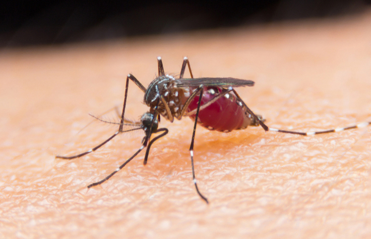 Casting a Genome-Wide Net Over Malaria