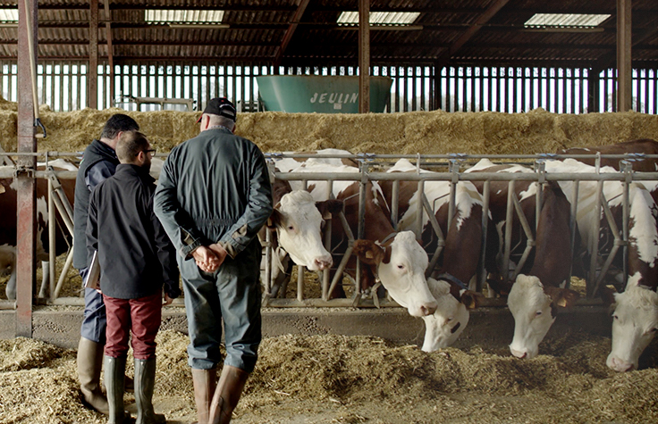 Selective Breeding is Helping French Dairy Farmers Manage Breeding and Herd Renewal