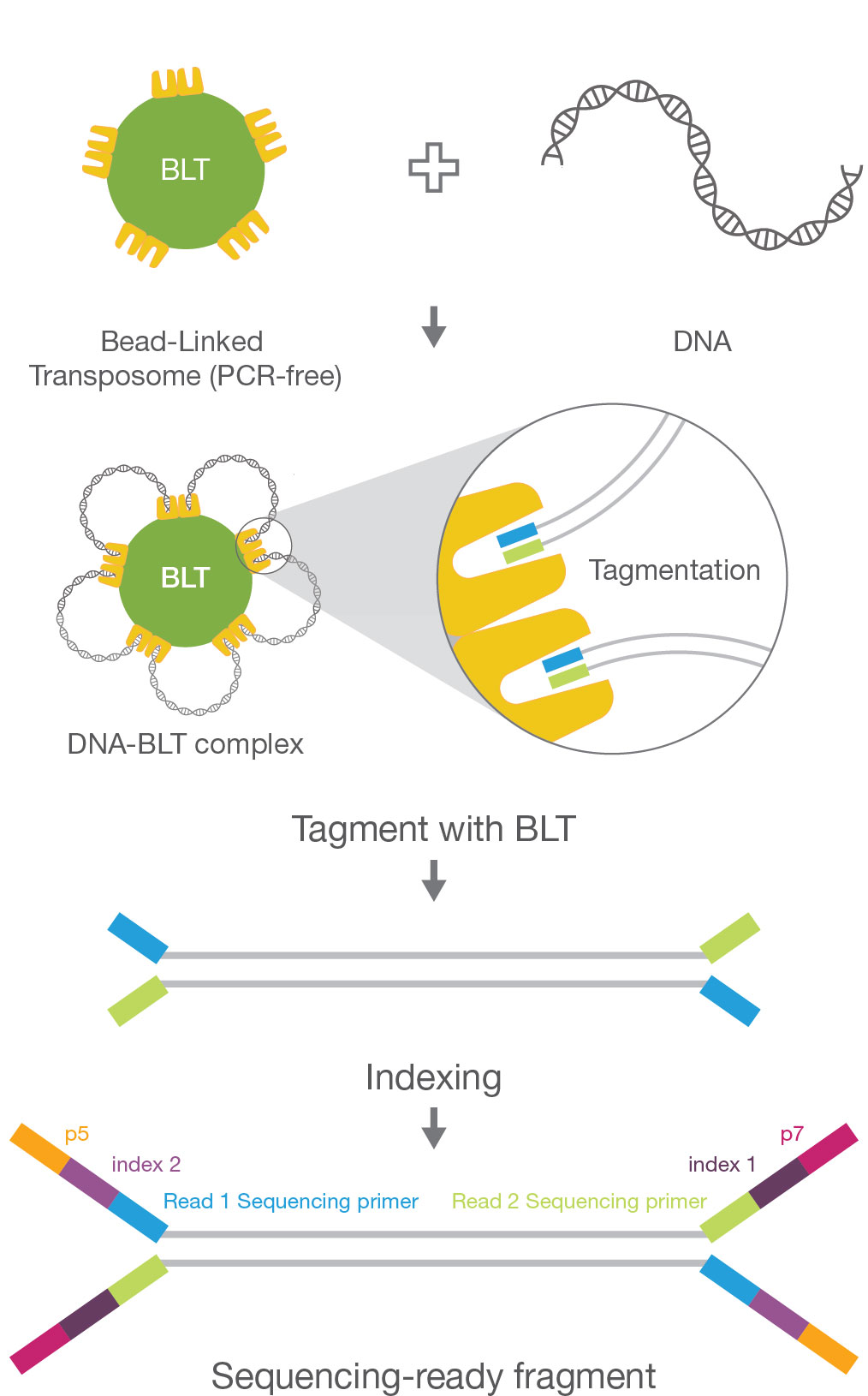 Illumina DNA PCR-Free chemistry