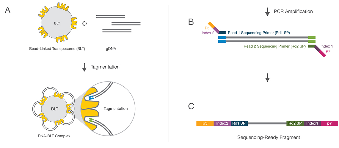 Illumina Bead-Linked Transposome Chemistry