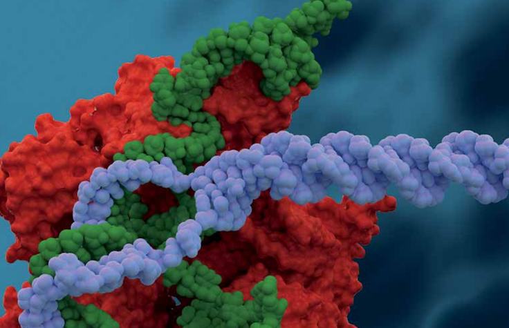 Genome Editing