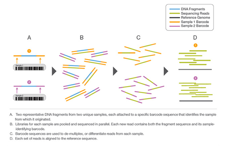 NGS Experimental Design & Protocol