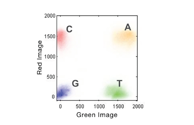 Simplified Nucleotide Detection