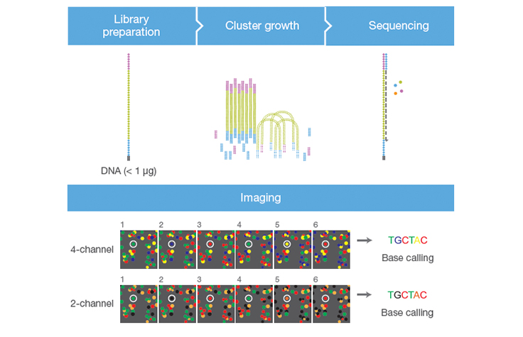 2-Channel SBS | Faster sequencing data acquisition