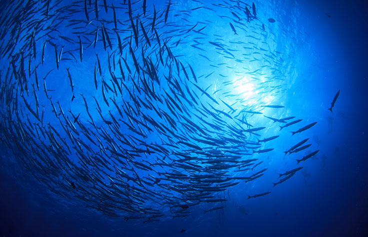 School of Fish