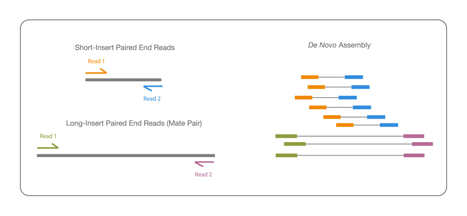 Accurate Genome Assembly