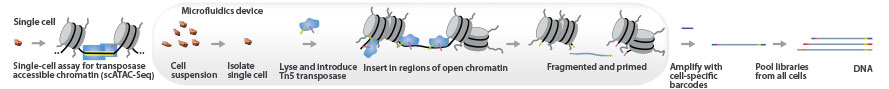 Single-Cell ATAC-Seq