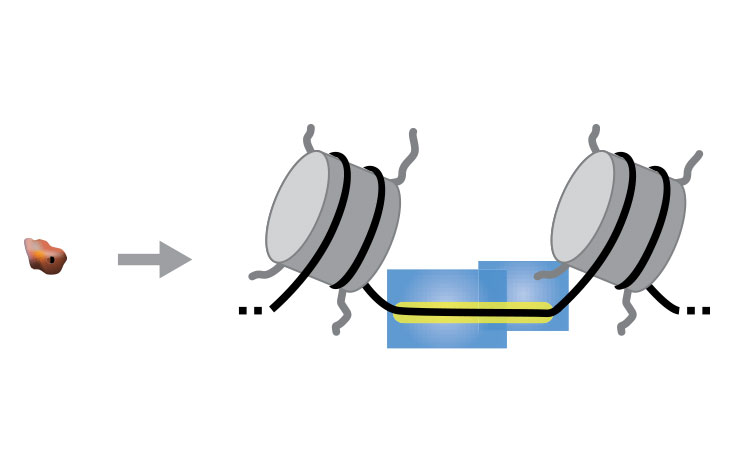 Single-Cell ATAC-Seq