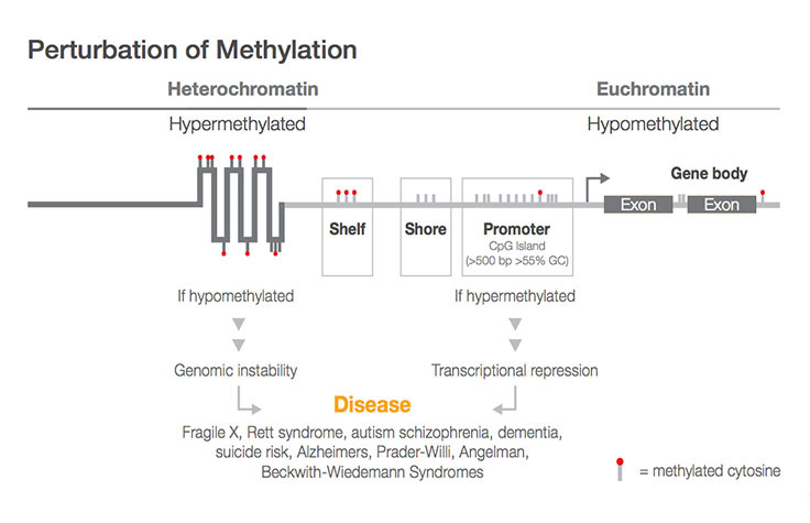 Whole Genome Methylation Coverage