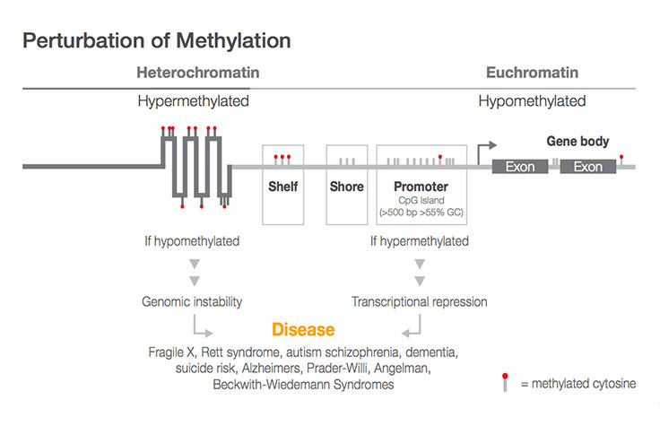 Illumina Sequencing Flow Chart