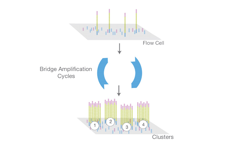 Sequencing Glossary | terminology