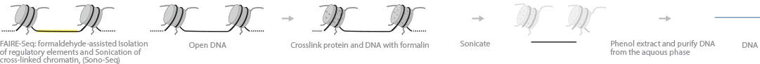 faire-seq-sono-seq.png