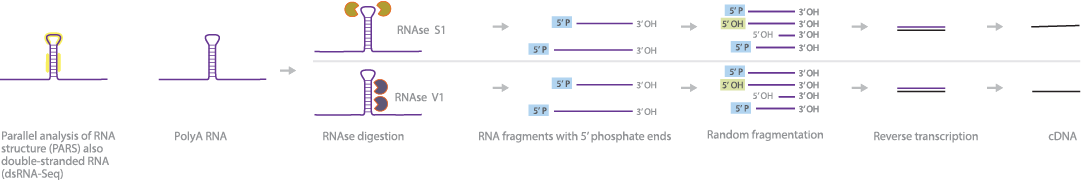 Pars Dsrna Seq