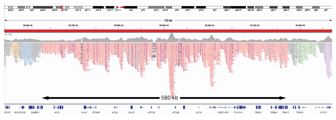 haplotypes in polymorphic genes