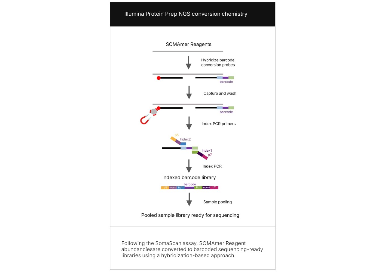 lllumina Protein Prep NGS conversion chemistry