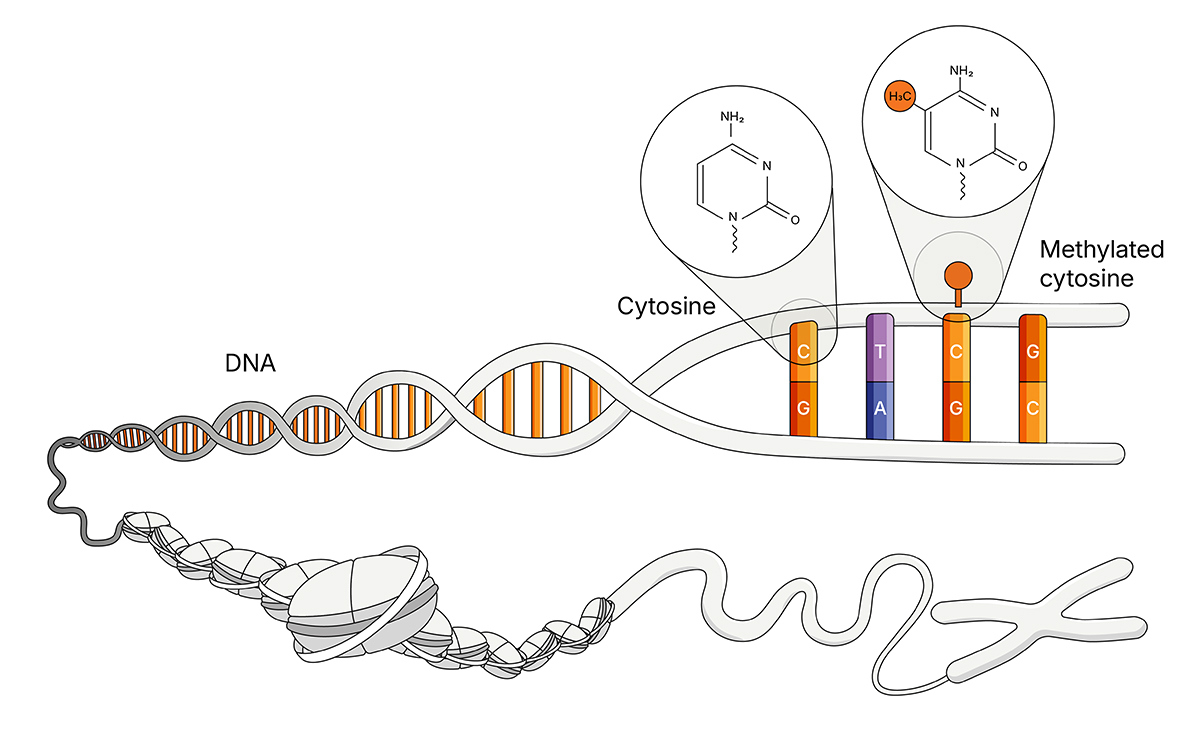 Genome Methylome Sequencing Methylome Analysis Plus DNA Variants Genome Methylome Sequencing Methylome Analysis Plus DNA Variants