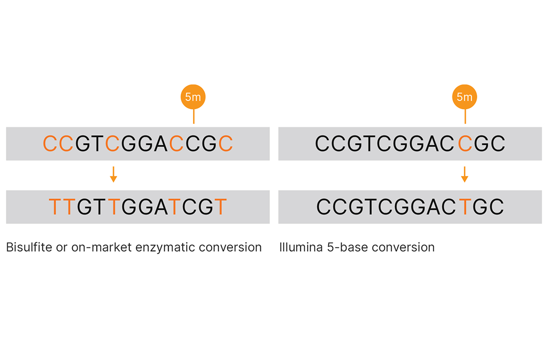 Novel chemistry allows direct conversion of 5mC to T